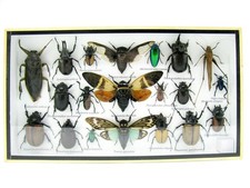 Insectes 3D - exotiques réel
