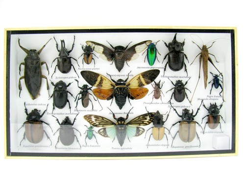 Insectes 3D - exotiques réel