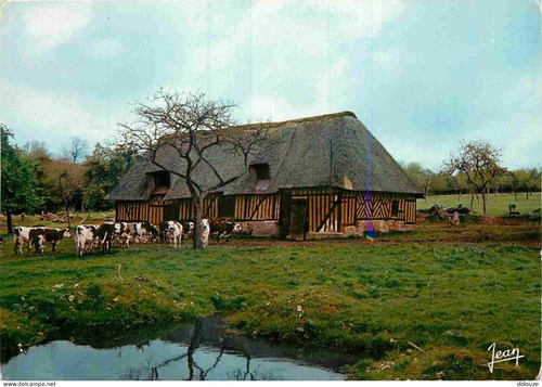Carte postale animaux - -,