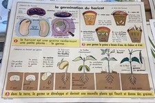 Carte Affiche Scolaire MDI : La Germination Du Haricot, La Bourgeon Du Marronnie