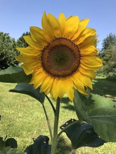 Graines tournesol géant - 25,