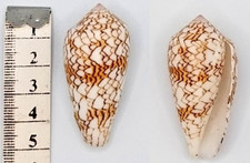 Coquillage de collection