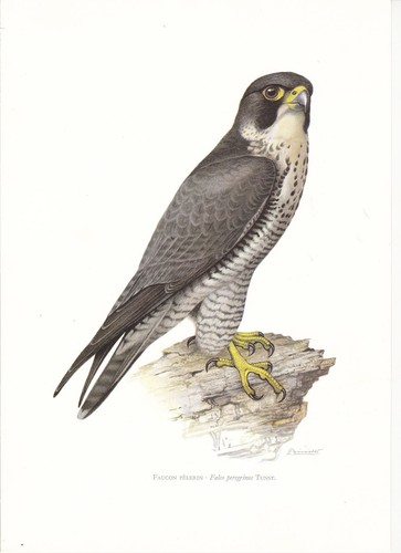 Planche 114 histoire naturelle - histoire,