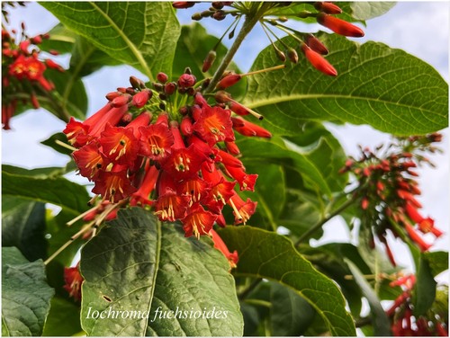 Iochroma fuchsioides 1 - iochroma,