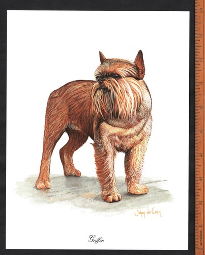 Griffon dog stunning 8 - dog,