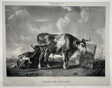 VACHES Prairie Hollande