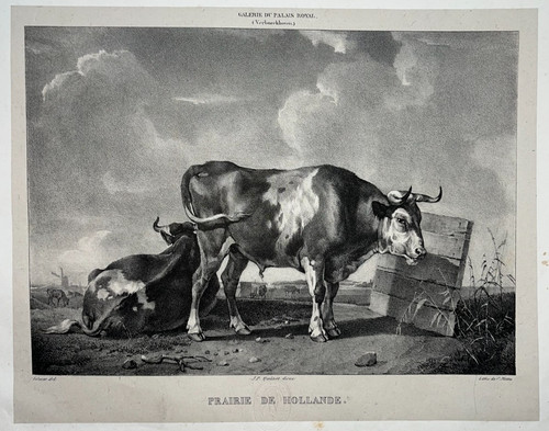 Vaches prairie hollande - vaches,