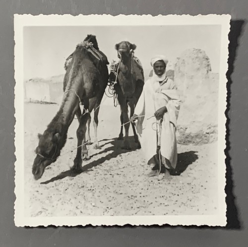 Photo 1961 algerie dromadaire - photo,