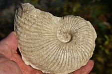 ammonite Oxytropidoceras powelli albien de North Texas, Fort  Worth USA.
