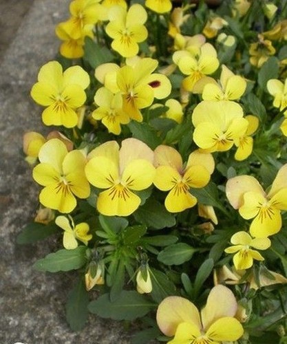 Violette cornue jaune - ♫, 'jaune