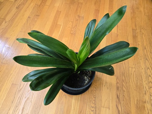 Mature flowering clivia - 1,