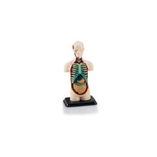REVELL 02100 CORPS HUMAIN 1/9