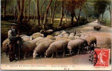 65 Type de berger des pyrenees.