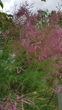 Tamarix ramosissima 'Pink