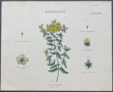 Herbier Millepertuis Gravure couleur v. 1860 par Audouit