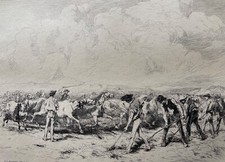 Foulaison en Camargue Provence