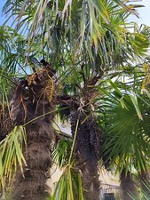 50 graines de trachycarpus green princeps ( palmier rare )