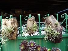 TILLANDISIA SOCLE VIEUX  BOIS