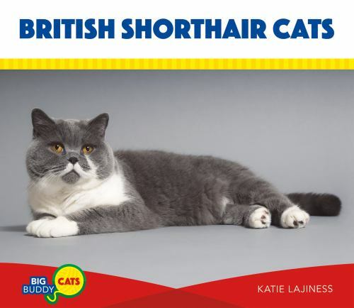 British shorthair cats big - british,