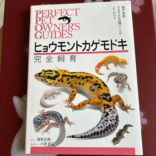 Leopard gecko - leopard,