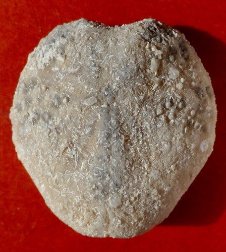 Oursin fossile éocène - oursin,