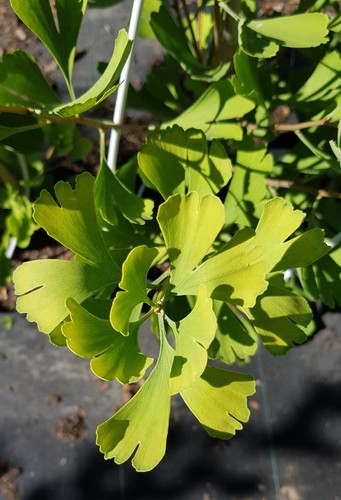 Ginkgo biloba fairmount - biloba, 'fairmount'