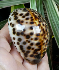 Cypraea tigris coquillage