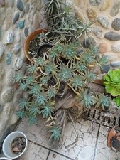 BOUTURES plantes façiles a