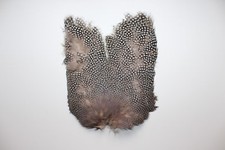 Ancien décor en plumes de pintade pour chapeaux, fond de modiste H 23 cm