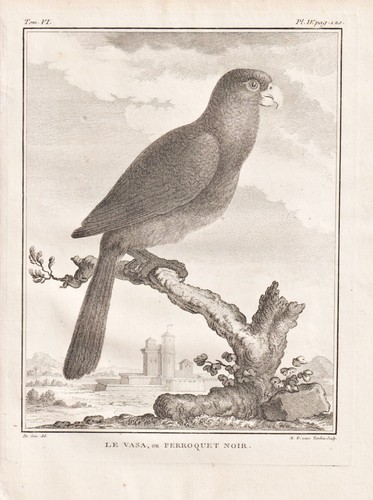 Gravure cuivre kakadu - cuivre,