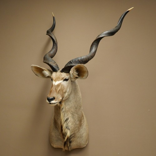 Tête kudu avec cornes - kudu,