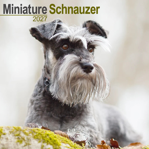 Calendrier 2027 schnauzer - calendrier,