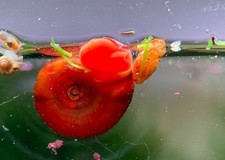 LOT 12 PLANORBE Rose Rouge