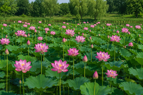 Nelumbo nucifera graines - nucifera,, 25