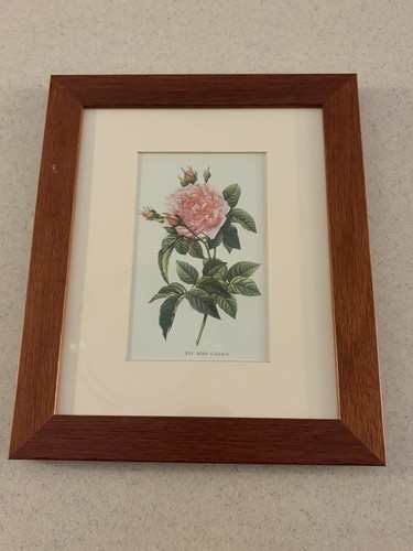 Framed botanical print rosa - framed,