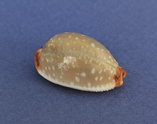 Cypraea Limacina Clarissa  25,4 mm f+++ Madagascar " Joli spécimen "