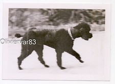 Vintage photo - black poodle dog walking