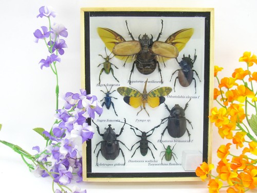 Insectes 3D - exotiques réel