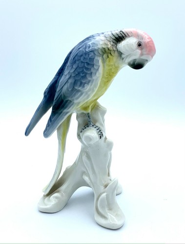 Magnifique perruche - perruche, en