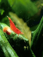 lot de 20 crevettes bloody marry 🦐 et 10 planorbes rouge/orange 🐌