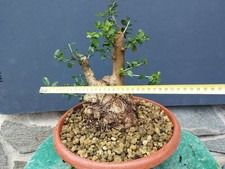 Bonsaï olivier 30 x 20 cm en