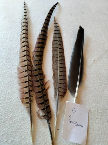 Plumes faisan - plumes, de