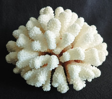 Corail blanc 1.180 kg