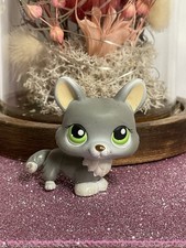 🌸Petshop CHIEN Corgi