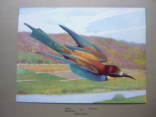 Gravure oiseaux guepier - gravure:, oiseaux:"guepier"