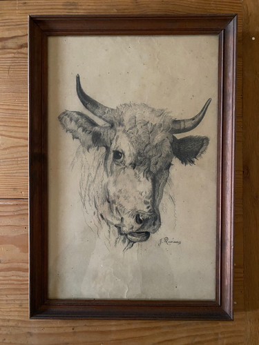 Portrait vache - portrait, /