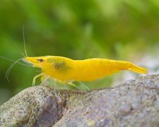 Lot De 10 Crevettes Yellow Neocaridina Aquarium Poisson Plantes