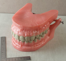 Grand modèle mâchoire dentaire éducative, objet de curiosité, UFSBD