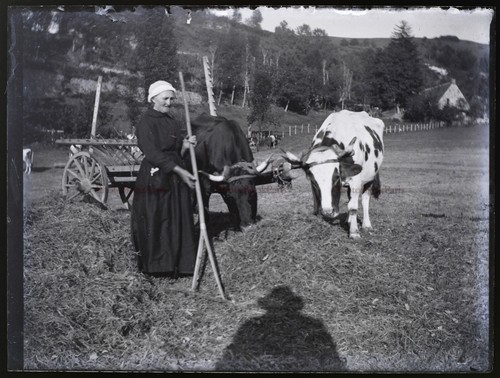 Rural travaux agricoles vaches - rural,