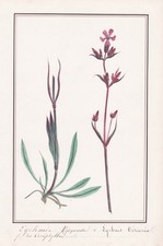 Lychnide Lychnis Viscaria